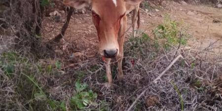 قصف حوثي جنوب حيس يتسبب بنفوق عدد من المواشي وخسائر مادية بممتلكات المواطنين - الخليج برس