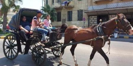 حقيقة صور "الحنطور" المنتشرة في شوارع الدقهلية