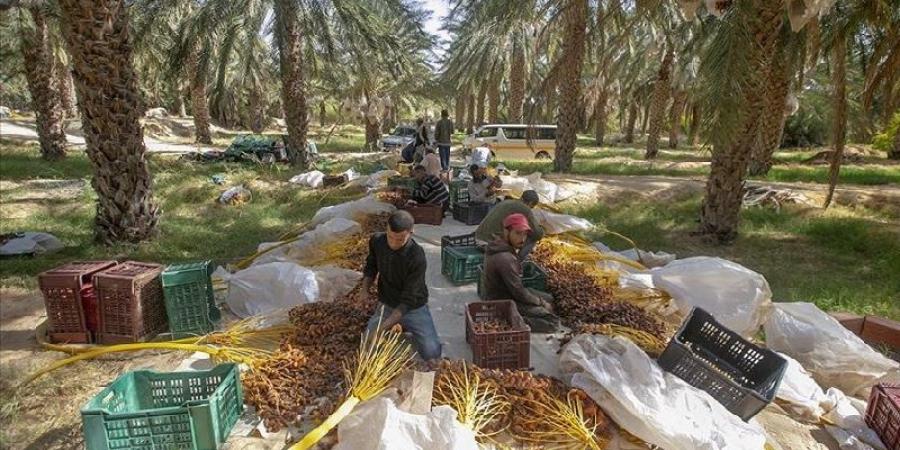 إنطلاق موسم جني التّمور بالجنوب التونسي الخليج برس