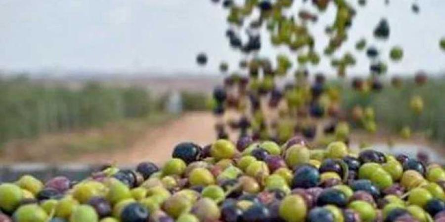 بشرى سارة/ مع انطلاق موسم الجني: تقديرات بإنتاج 206 آلاف طنّ من الزيتون بهذه الولاية.. - الخليج برس