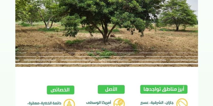 البيئة: انتشار أشجار "الشيكو" بالمملكة خطوة رائدة لتنويع الإنتاج الزراعي