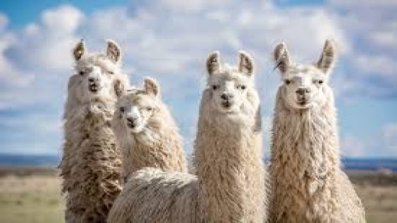 ارتفاع تحميلات نموذج الذكاء اللغوي الكبير “Llama” إلى 350 مليون: انطلاقة هائلة في الذكاء الاصطناعي